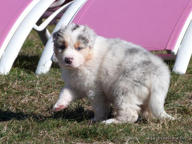 magnifique Chiots berger australien