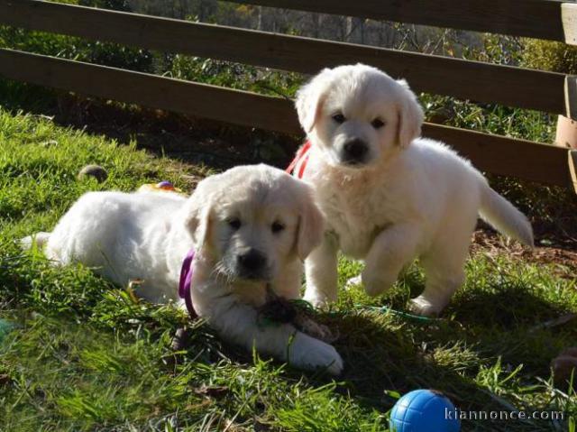 chiots golden retriever LOF