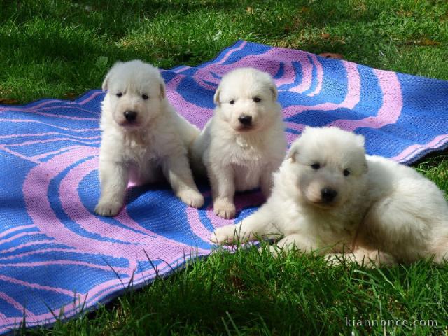 superbe chiots berger Blanc suisse