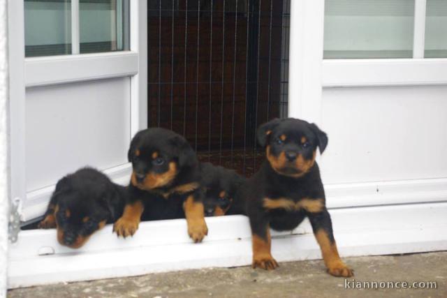 Superbe Rottweiler a donner