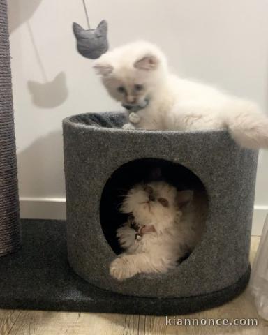 Chatons type ragdoll disponibles