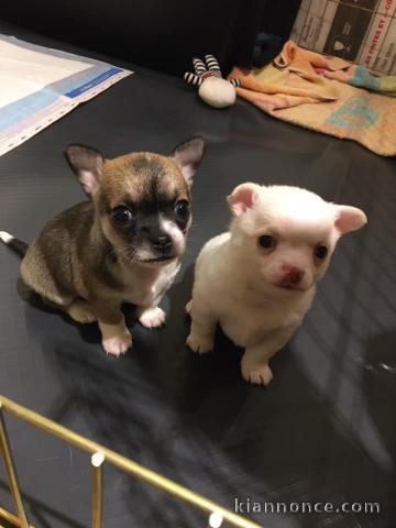 Chiots Chihuahua a donner pour adoption