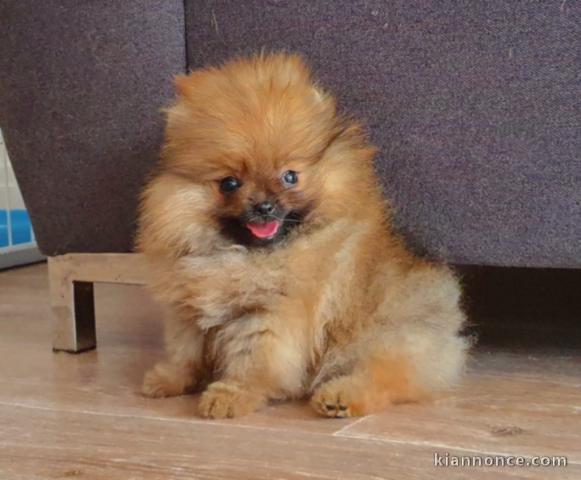 CHIOTS SPITZ POMERANIAN LOF DISPOS DE SUITE