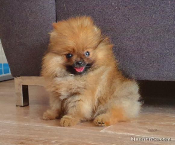 CHIOTS SPITZ POMERANIAN LOF DISPOS DE SUITE 