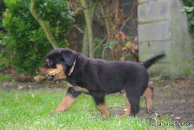 Superbe Rottweiler a donner