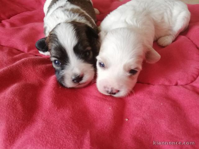 Dons Chiots Coton de Tulear LOF