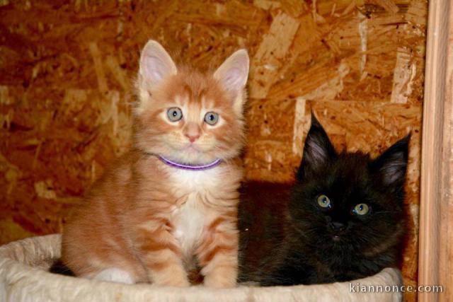  Dons chatons Maine Coon LOOF 