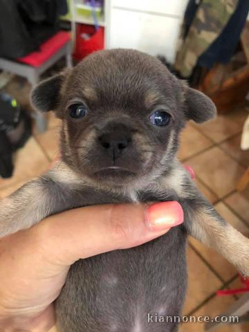  Chiots Chihuahua LOF A DONNER 