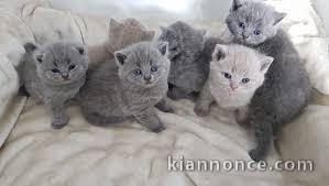 Chatons British Shorthair Loof a donner 