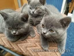 Adorable chatons chartreux a donner