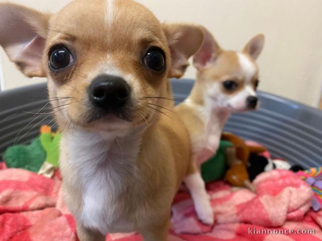 Sublimes chiots chihuahua
