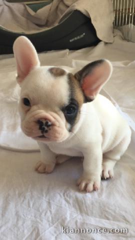 A donner magnifique chiot type Bouledogue français femelle