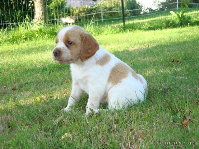 Magnifique et adorable chiot epagneul breton