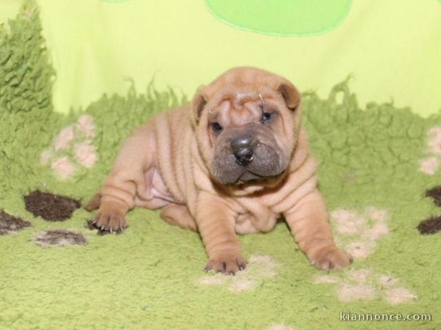 Magnifique et adorable chiot shar-pei