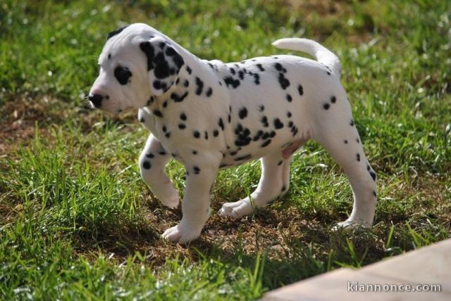 Magnifique Chiot Dalmatien mâle