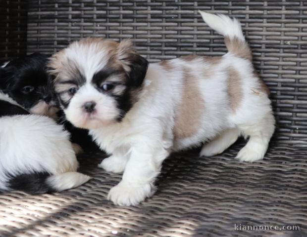 Magnifique Chiot Lhassa Apso