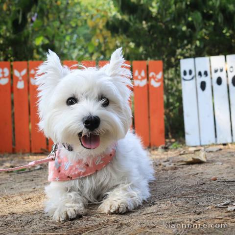 Adorable Chiot West Highland Terrier