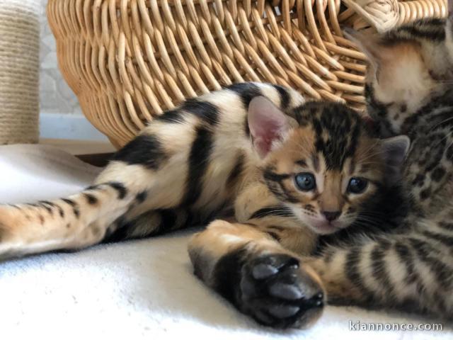 jolis chatons bengal contre bon soin