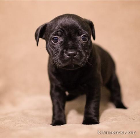 A donner Chiots staffordshire bull