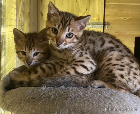 Bb hatons Bengal loof pour adoption 