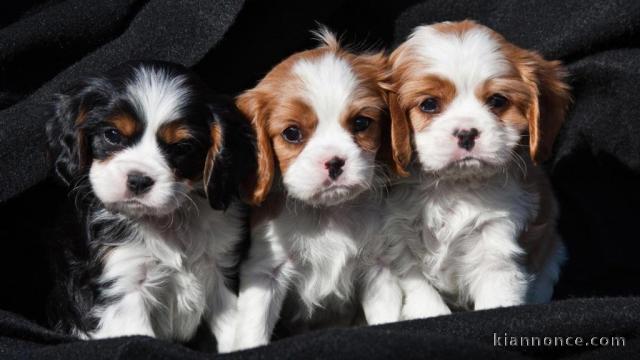 donne chiots spitz nain 