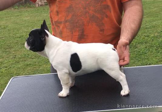 CHIOTS BOULEDOGUE FRANÇAIS LOF POUR ADOPTION 