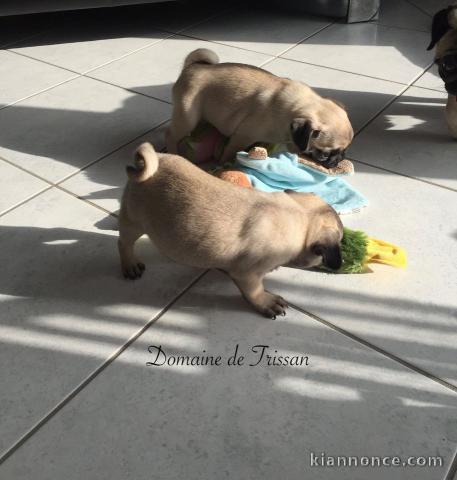 adorable chiots carlins a donner