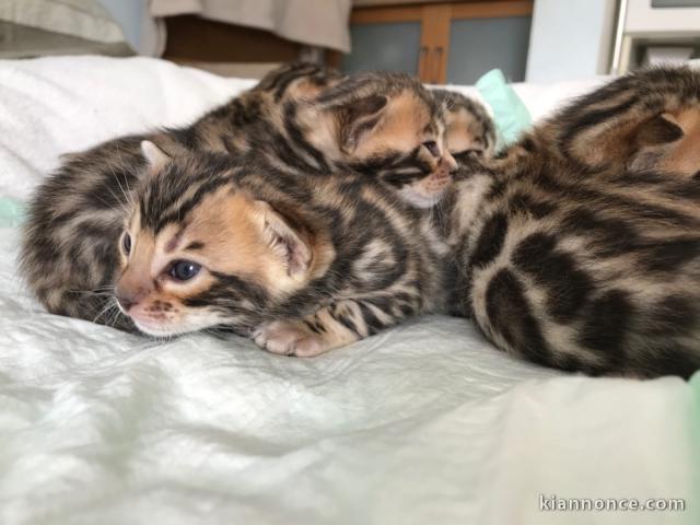 Adorables chatons Bengal disponibles