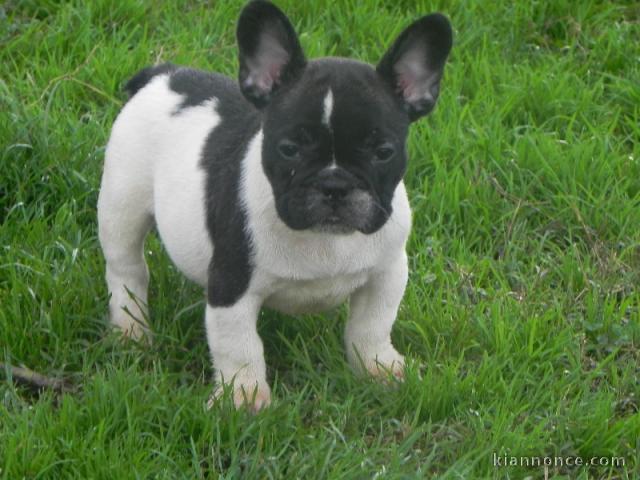 chiot bouledogue français a donner