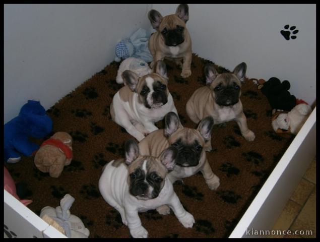 Donne Chiots Bouledogue Français 
