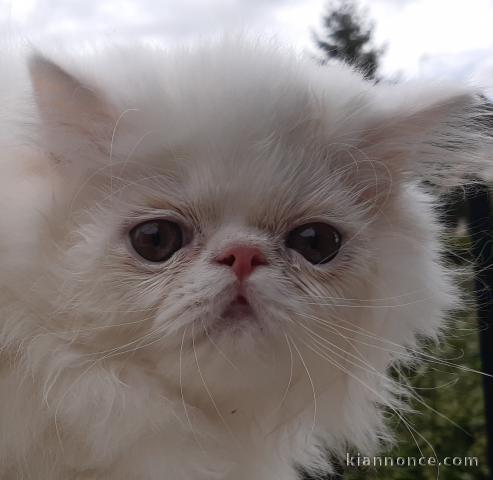 PERSAN LOOF mâle blanc 