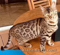 magnifique chatons bengal a donner contre bon soin 