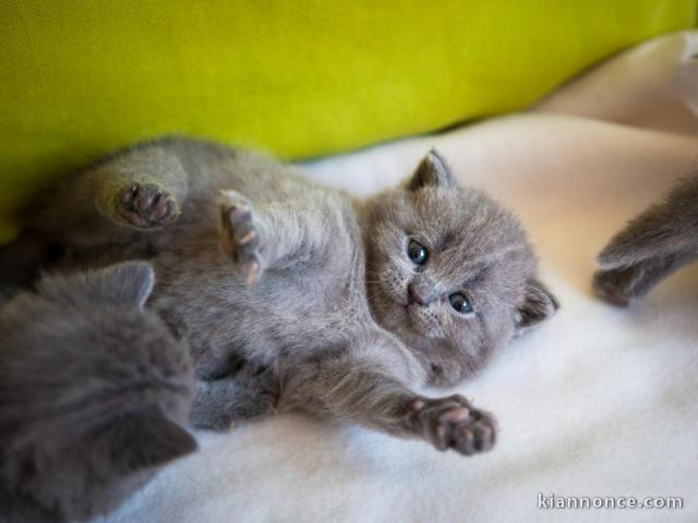 chatons chartreux mâle et femelle