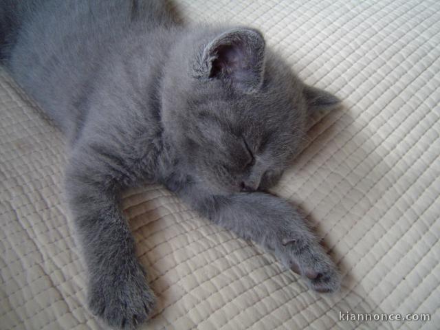 Chatons chartreux mâle et femelle