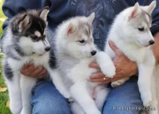 Disponible de suite magnifique chiots Husky Siberien 