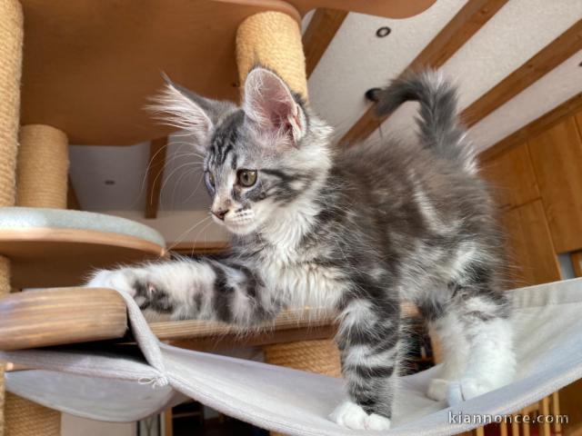 Adorables chatons maine coon