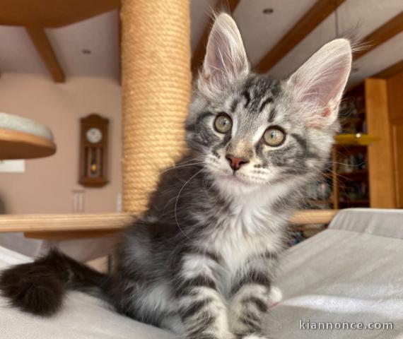 Jolis chatons Maine Coon