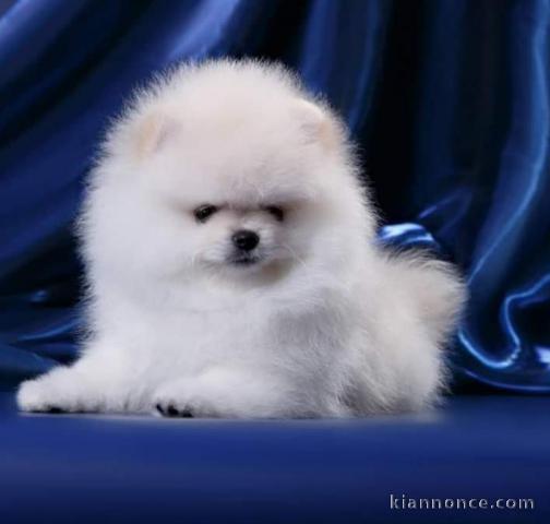 Disponible de suite magnifique chiots Spitz Nain Pomeranien 