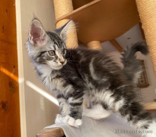 Bébés Chatons maine coon contre bon soin