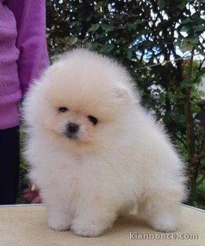 Disponible de suite magnifique chiots Spitz Nain Pomeranian 