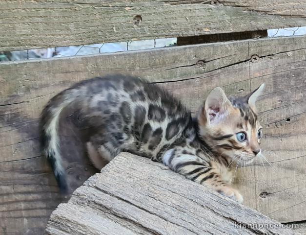  Chatons Bengal POUR COMPAGNIE 