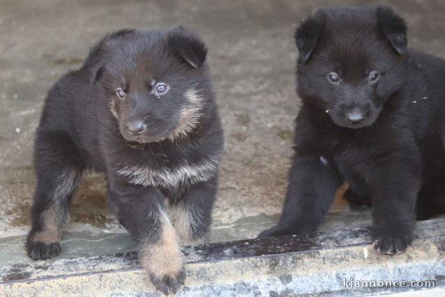 Chiots Berger allemand LOF AA DONNER 