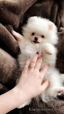 Disponible de suite magnifique chiots Spitz Nain Pomeranien 