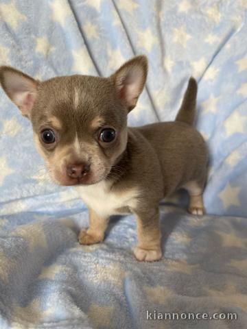  Magnifiques Chihuahua A DONNER 