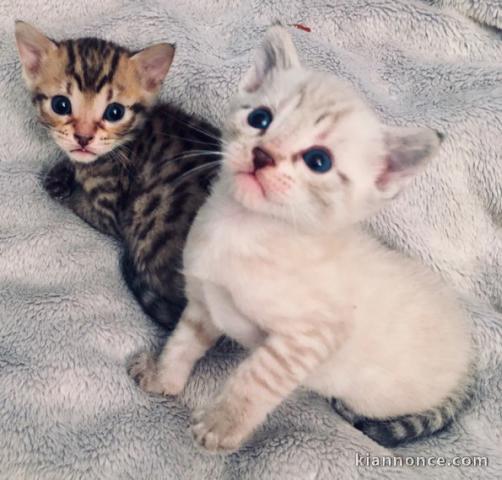 2 Chatons Bengal Disponible