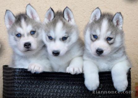 Magnifiques chiots husky sibérien disponible de suite 