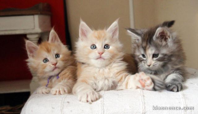 Donne Magnifiques Chatons Maine Coon