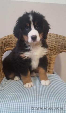 A donner Chiots Bouvier Bernois 