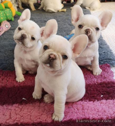 Chiots bouledogue français Loulou