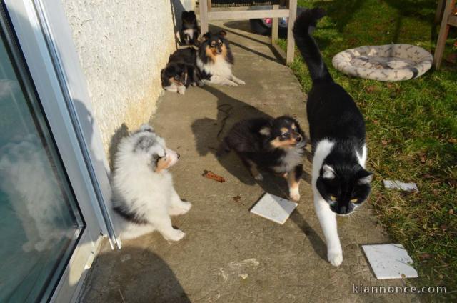 chiots berger shetland 